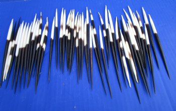 50 Thick African Crested Porcupine Quills for Sale 5 to 6 inches - 50 @ $1.20 each