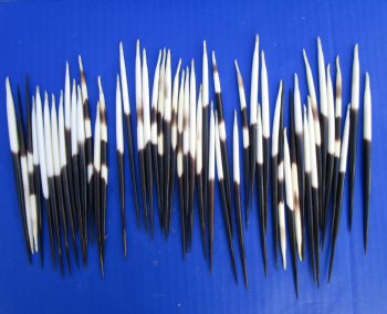 5 to 6 inches Thick African Crested Porcupine Quills <font color=red> Wholesale</font>   - 150 @ .75 each