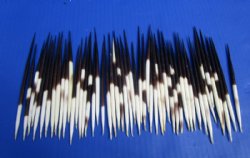 4 to 6 inches Thick Small Porcupine Quills <font color=red> Wholesale</font>  -  150 @ .65 each