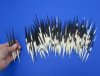 50 Thick African Crested Porcupine Quills for Sale 5 to 7 inches for Quill Art and Crafts - Pack of 50 @ <font color=red> .85 each</font> Plus $6.50 First Class Mail