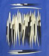5 to 7 inches Thick African Porcupine Quills, for Arts and Crafts, Black and White in Color - Pack of 100 @ .75 each