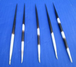 6 to 8 inches Thick African Porcupine Quills  <font color=red>Wholesale </font> - 200 @ .85 each