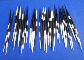 6 to 8 inches Thick African Porcupine Quills  <font color=red>Wholesale </font> - 200 @ .85 each