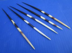 8 to 9 inches long Thick African Porcupine Quills - 50 @ $1.60 each