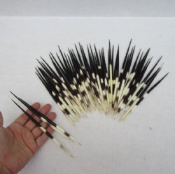 6 to 8 inches Thick African Porcupine Quills  <font color=red>Wholesale </font> - 100 @ .90 each