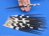 7 to 8 inches Thick African Porcupine Quills for Sale - Pack of 25 @ $1.44 each; Pack of 50 @ $1.28 each