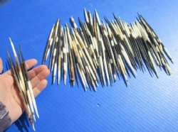 6 to 7 inches Thick African Porcupine Quills <font color=red> Wholesale</font>, Semi-Cleaned, - 100 @ .90 each