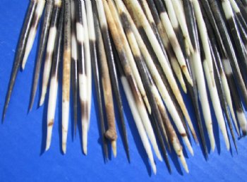 6 to 7 inches Thick African Porcupine Quills <font color=red> Wholesale</font>, Semi-Cleaned, - 100 @ .90 each