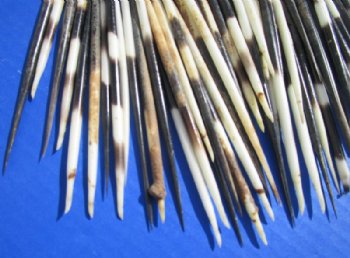 6 to 7 inches Thick African Porcupine Quills, Semi-Cleaned, - 50 @ $1.44 each