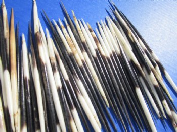 6 to 7 inches Thick African Porcupine Quills <font color=red> Wholesale</font>, Semi-Cleaned, - 100 @ .90 each