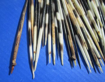 6 to 7 inches Thick African Porcupine Quills <font color=red> Wholesale</font>, Semi-Cleaned, - 100 @ .90 each