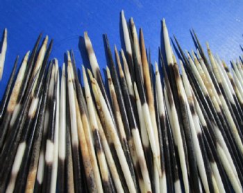 6 to 7 inches Thick African Porcupine Quills <font color=red> Wholesale</font>, Semi-Cleaned, - 100 @ .90 each