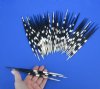 8 to 9 inches long Thick African Porcupine Quills for Sale for Native American Art and Crafts - Pack of 50 @ $1.35 each;
