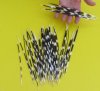 8 to 10 inches <font color=red>Wholesale</font> Thin African Porcupine Quills for Sale in Bulk - Case of 150 @ .60 each 