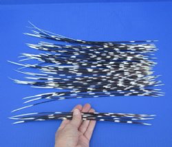 9 to 16 inches long Thin African Porcupine Quills <font color=red> Wholesale</font> -150 @ .60 each