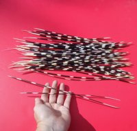 9 to 16 inches long Thin African Porcupine Quills <font color=red> Wholesale</font> -150 @ .60 each