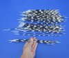 9 to 16 inches long <font color=red> Wholesale</font> Thin African Porcupine Quills for Sale - Case of 150 @ .60 each