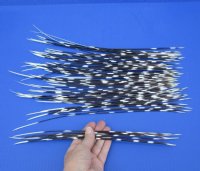 9 to 16 inches long Thin African Porcupine Quills <font color=red> Wholesale</font> -150 @ .60 each