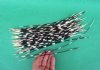9 to 16 inches Thin African Porcupine Quills for Sale - Pack of 50 @ $.96 each 