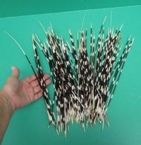 9 to 16 inches Thin African Porcupine Quills -  50 @ $.96 each 