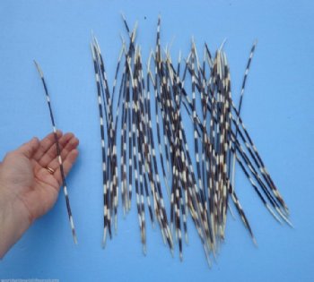 12 to 14 inches Long Thin African Porcupine Quills - 50 @ .$.96 each 