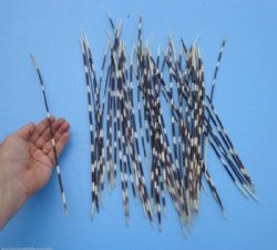 12 to 14 inches Long Thin African Porcupine Quills - 50 @ .$.96 each 