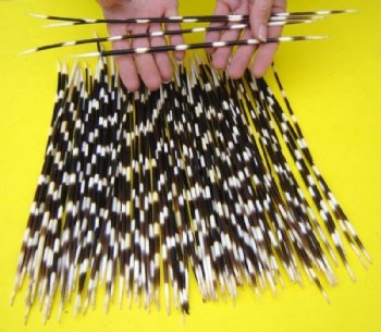 12 to 14 inches <font color=red>Wholesale </font> Long Thin African Porcupine Quills 150 @ .65 each