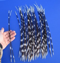 15 to 18 inches Extra Long  African Porcupine Quills <font color=red>Wholesale</font>  -150 @ .65 each