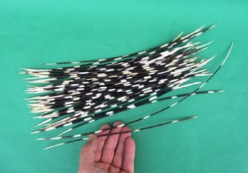 18 inches up Extra Long Thin African Porcupine Quills  <font color=red> Wholesale</font> - 150 @ .70 each