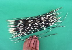 18 inches up Extra Long Thin African Porcupine Quills  <font color=red> Wholesale</font> - 150 @ .70 each
