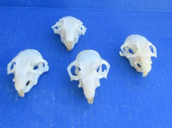 Wholesale Prairie Dog Skull - 5 @ $22; 6 @ $19
