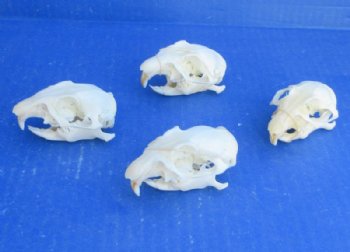 Wholesale Prairie Dog Skull - 5 @ $22; 6 @ $19
