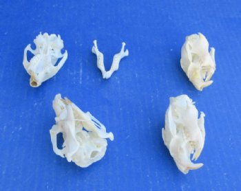 Wholesale Prairie Dog Skull - 5 @ $22; 6 @ $19