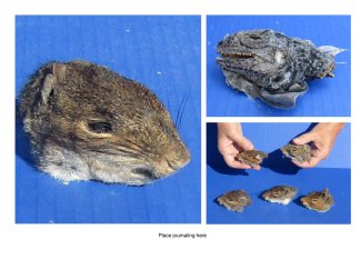 Preserved Heads, Legs, Hands