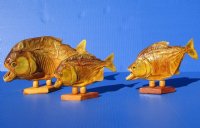 Taxidermy Piranha Fish on Wooden Base (Will have pin holes) 8 inches for $49.50 each