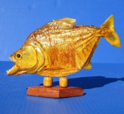 Mounted Piranha Fish <font color=red>Wholesale</font> on a Wooden Base (with tiny pin holes) 8 inches- 5 @ $33.00 each