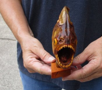Taxidermy Piranha Fish on Wooden Base (Will have pin holes) 8 inches for $49.50 each