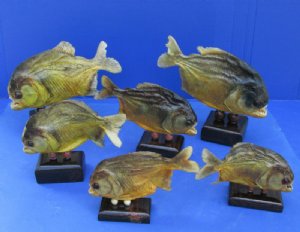 Taxidermy Piranha Fish