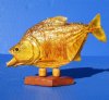 7-1/4 to 8-1/2 inches <FONT COLOR=RED>Wholesale </FONT> Authentic Mounted Piranha Fish on Diamond Shape Wood Base (May have some tiny holes in the skin)- Box of 5 @ $33.00 each