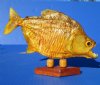 9 to 10 inches <font color=red>Wholesale</font> Large Real Mounted Piranha Fish on Diamond Shape Wooden Base (May have some tiny holes in the skin) - Pack of 3 @ $44.00 each