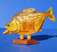 Large Taxidermy Piranha Fish on Wood Base  (Will have some tiny holes in the skin) - $62.99
