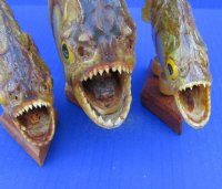 9 to 10 inches Taxidermy Piranha Fish on Wood Base for Sale (May have some tiny holes in the skin) - You will receive one that looks similar to those pictured for $58.99