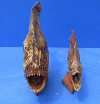 Grade B Mounted Piranha Taxidermy with Damage <font color=red>Wholesale</font> on a Wooden Base (6"-11") - 5 @ $19 each