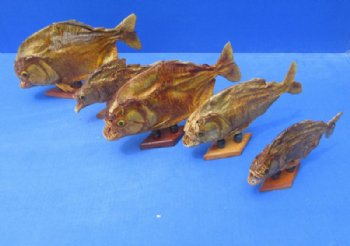 Grade B Mounted Piranha Taxidermy with Damage <font color=red>Wholesale</font> on a Wooden Base (6"-11") - 5 @ $19 each