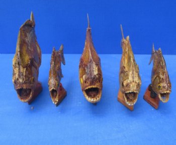 Grade B Mounted Piranha Taxidermy with Damage <font color=red>Wholesale</font> on a Wooden Base (6"-11") - 5 @ $19 each