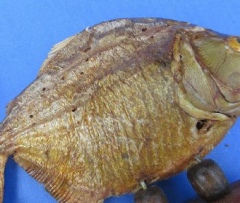 Grade B Mounted Piranha Taxidermy with Damage <font color=red>Wholesale</font> on a Wooden Base (6"-11") - 5 @ $19 each