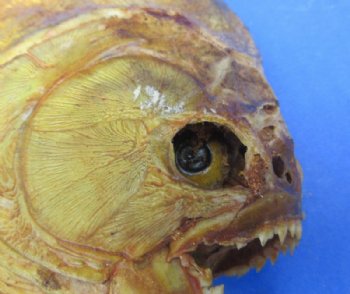 Grade B Mounted Piranha Taxidermy with Damage <font color=red>Wholesale</font> on a Wooden Base (6"-11") - 5 @ $19 each