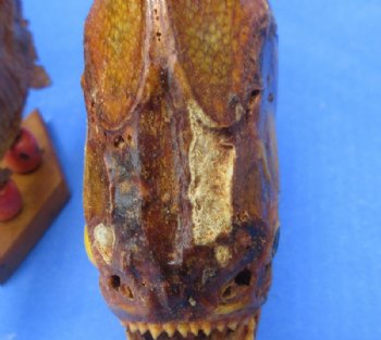 Grade B Mounted Piranha Taxidermy with Damage <font color=red>Wholesale</font> on a Wooden Base (6"-11") - 5 @ $19 each