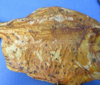Grade B Mounted Piranha Taxidermy with Damage <font color=red>Wholesale</font> on a Wooden Base (6"-11") - 5 @ $19 each