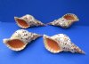 10 inches Pacific Triton's Trumpet shells <font color=red> Wholesale</font> - 3 @ $35.00 each